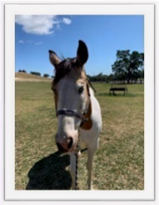 Emerald Hills Ranch newsletter gallery photograph