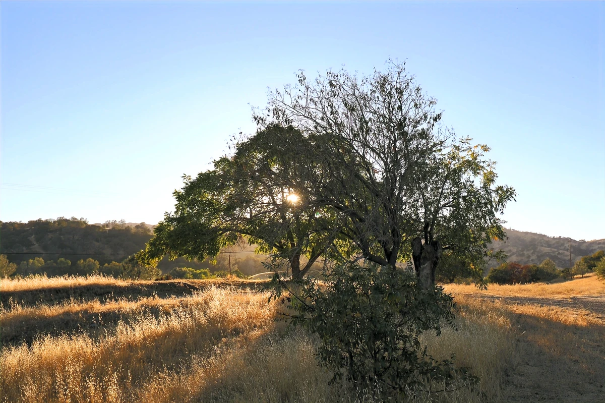 Emerald Hills Ranch newsletter photograph