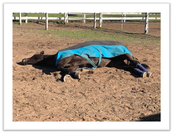 Emerald Hills Ranch newsletter photograph