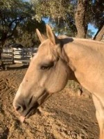 Emerald Hills Ranch newsletter photograph
