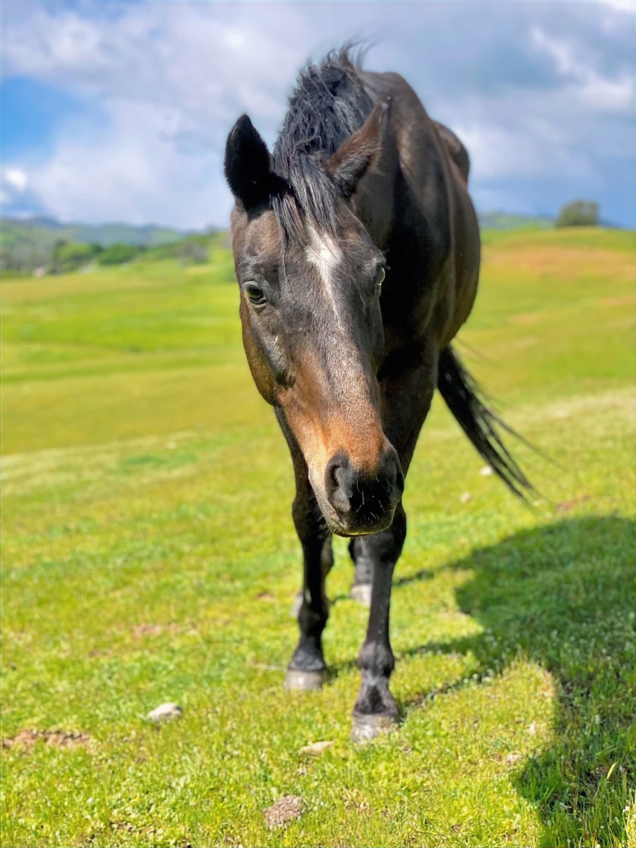 Emerald Hills Ranch newsletter photograph