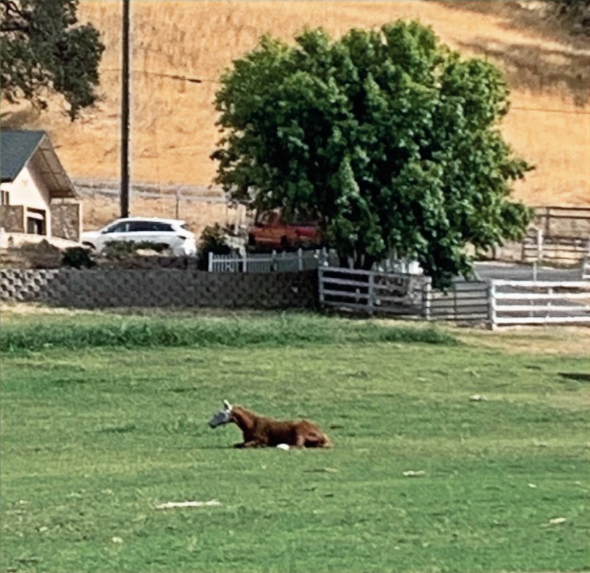 Emerald Hills Ranch newsletter photograph