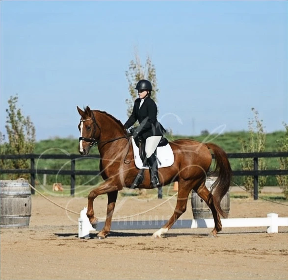 Emerald Hills Ranch newsletter photograph
