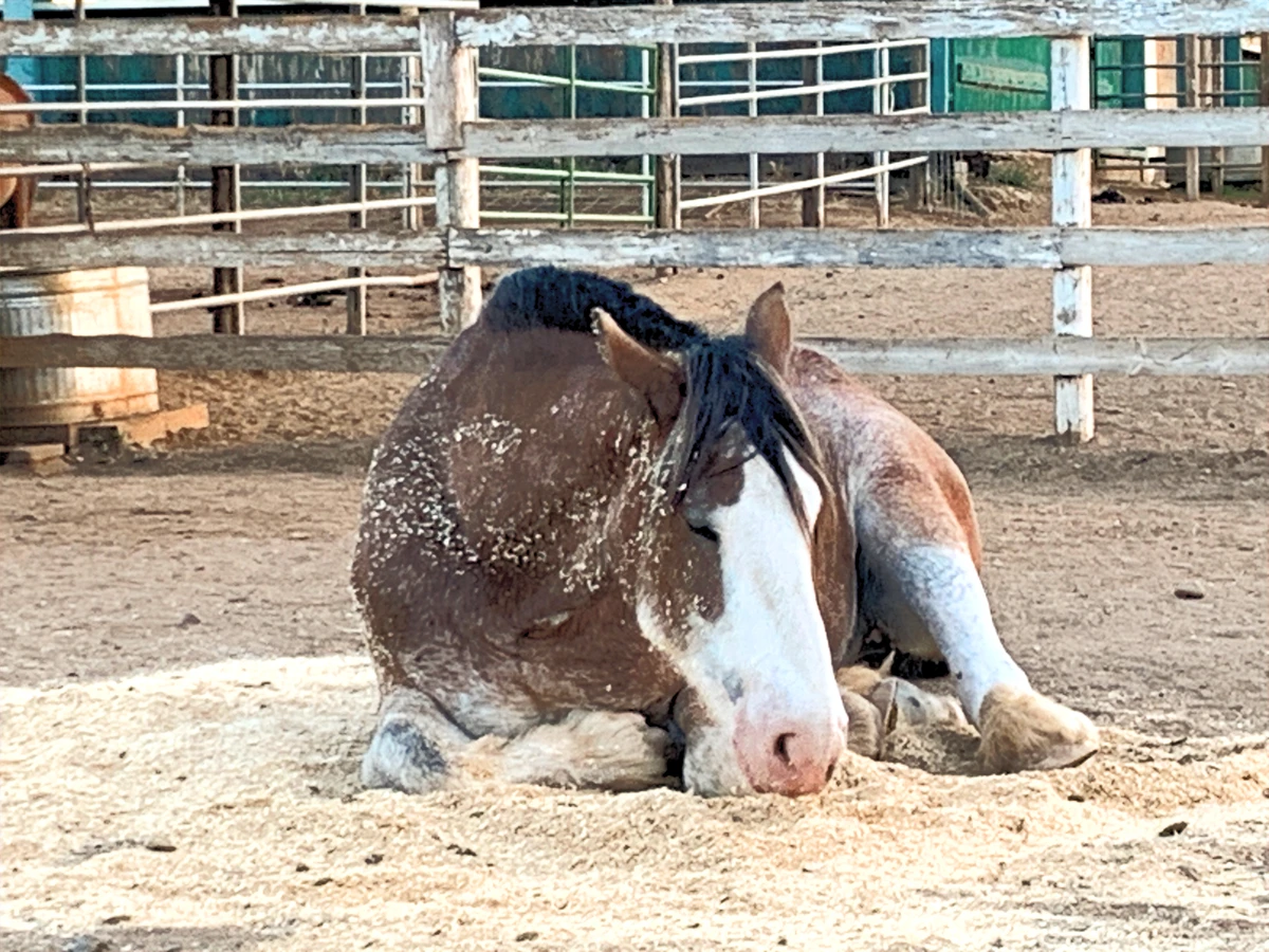 Emerald Hills Ranch newsletter photograph