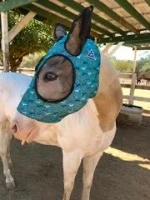 Emerald Hills Ranch newsletter photograph