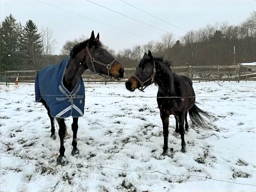 Emerald Hills Ranch newsletter photograph