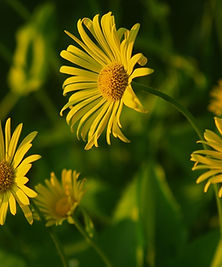 ruslansikunov-flowers-8763039_1920.jpg