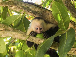 MOnkeys