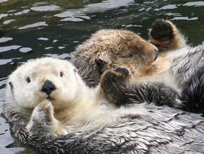 Otters! Decreasing Vulnerability