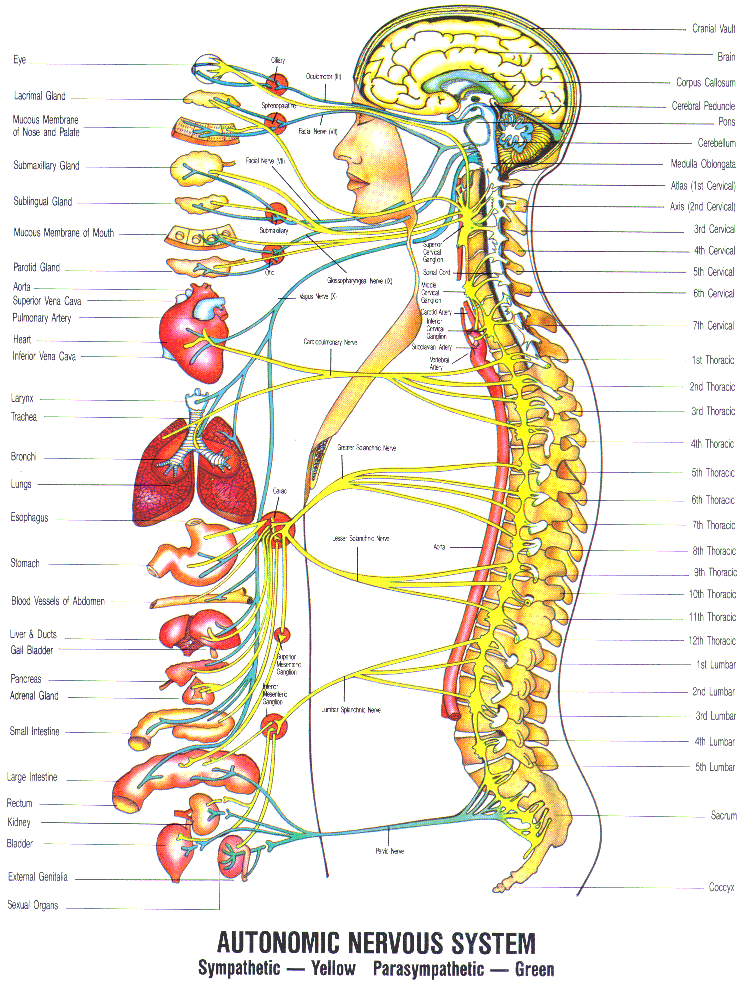 Cranial Reflexology Chart