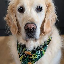 A Golden Retriever in a bandana