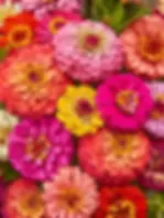 Zinnia - Cut & Come Again