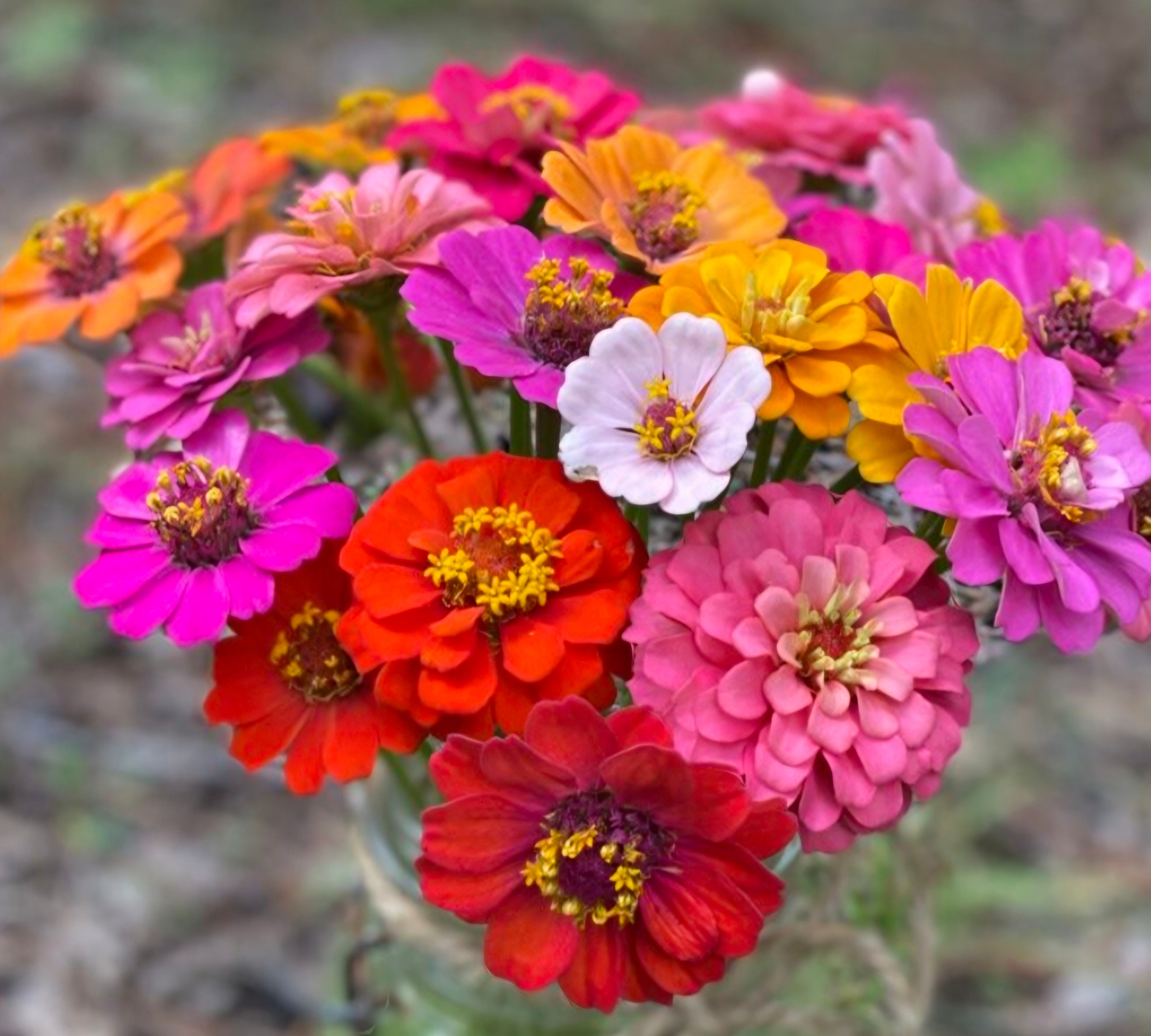 Zinnia Bouquet Pack