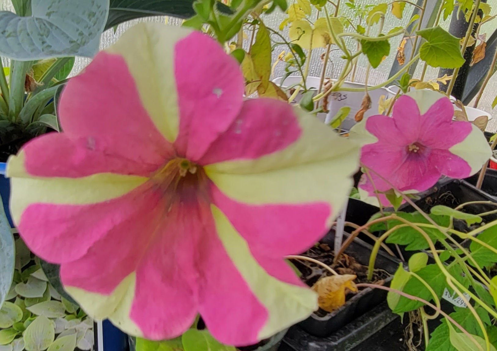Lime Bi-color Petunia