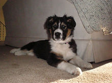 English Shepherd