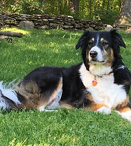 English Shepherd