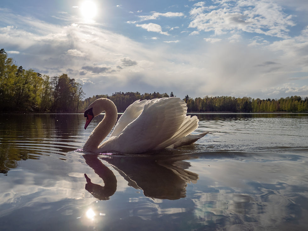 Mute Swan