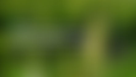 erfolgreicher Markttest von proteinreicher Hafermilch