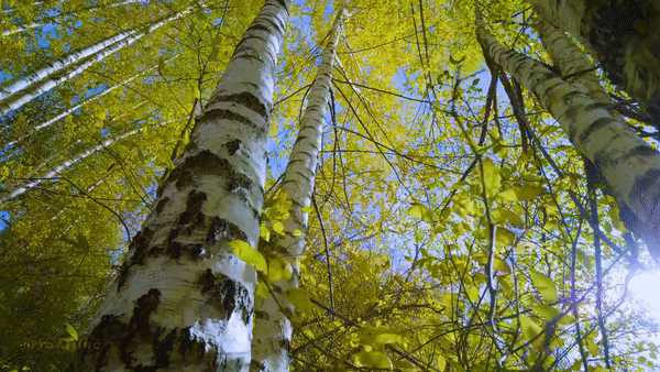 nature.gif