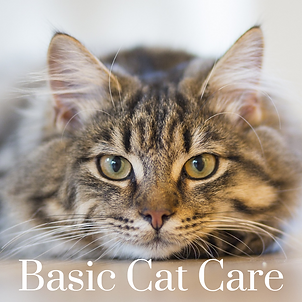 basiccatcare.png