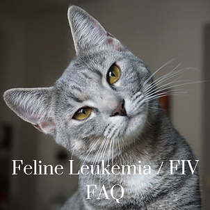 FIV.png