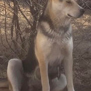 Puppy ready for adoption amarillo texas and surrounding areas