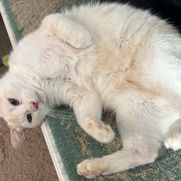 kitten adoption amarillo texas and surrounding areas