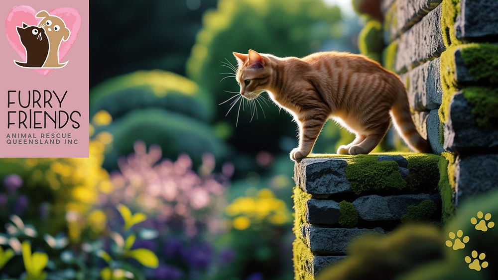 Why Cats Love High Places
