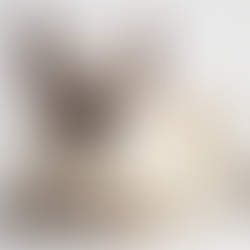 The Talkative Nature of Siamese Cats