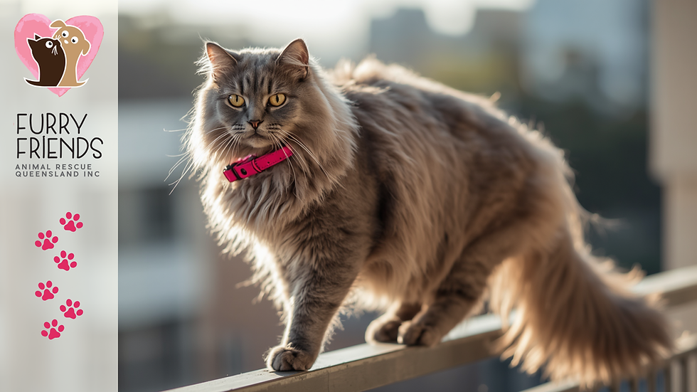 Why Cats Always Land on Their Feet