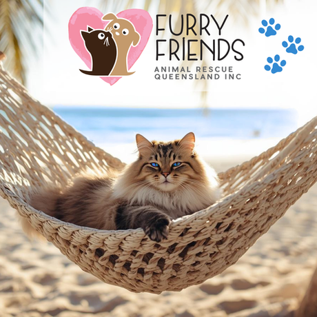 Easing Cat Anxiety in Your Home