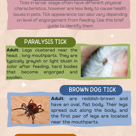 Spring Flea and Tick Season: