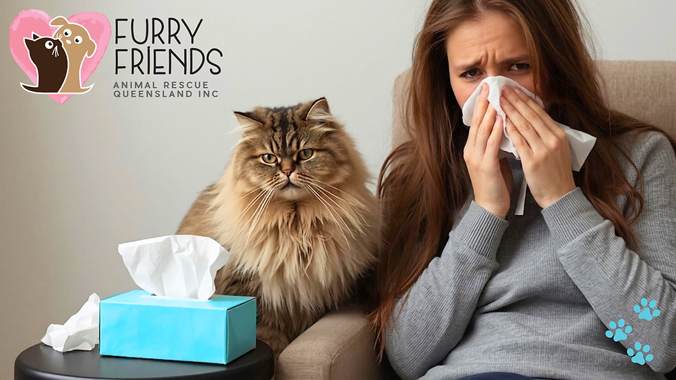The Impact of Cat Allergies and How to Manage Them