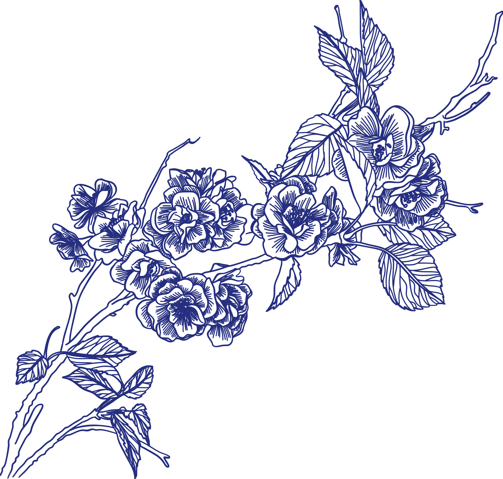 Pflanzen Maison Mai.png
