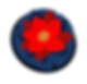 Rote Lotusblume