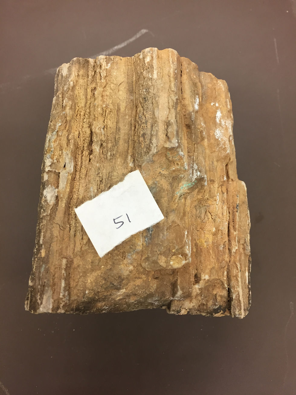 Petrified Wood-Arizona Forest Sample