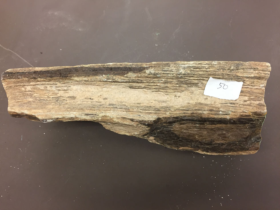 Petrified Wood
