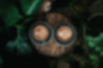 ree