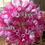 Thumbnail: 20 inch Deco Mesh Wreath