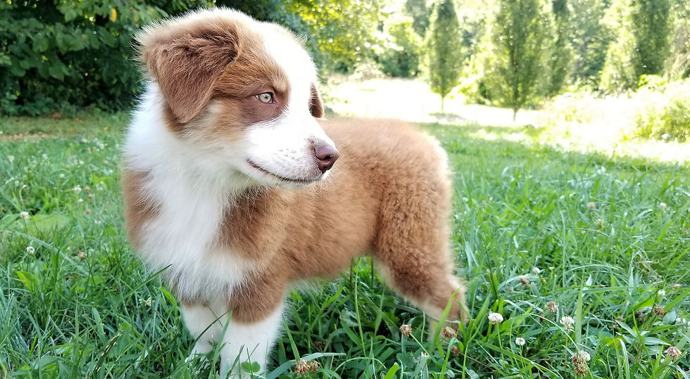 Clef 11 weeks