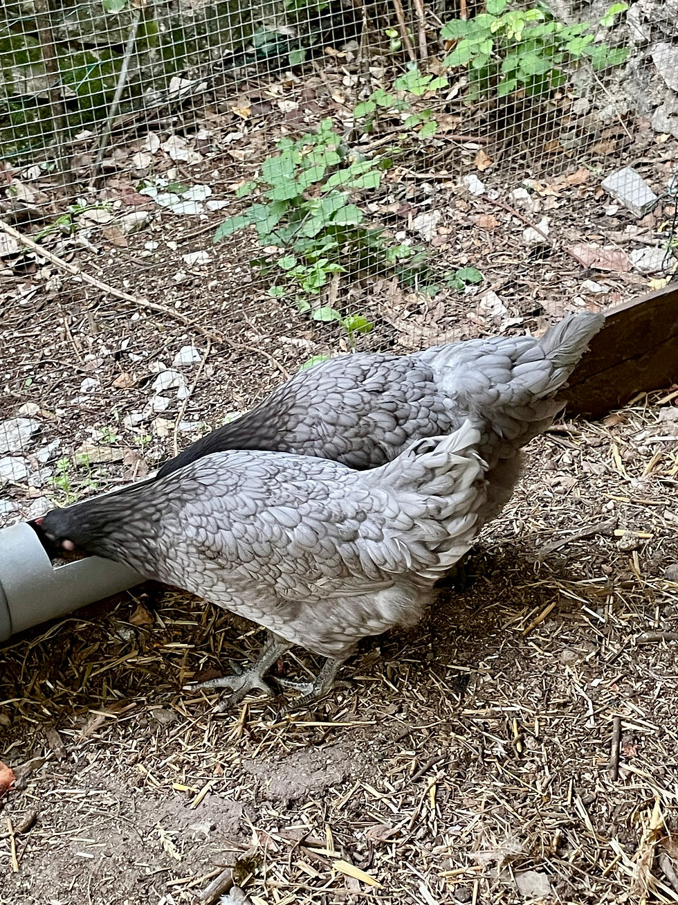 Aren't their feathers gorgeous?