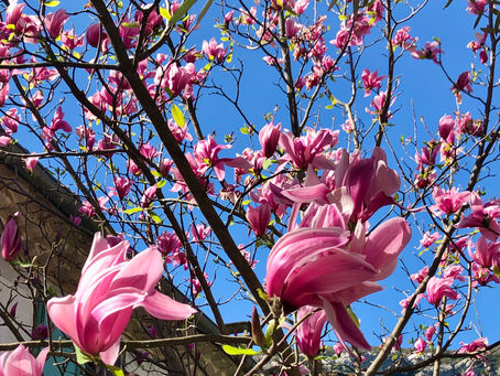 Spring has Sprung