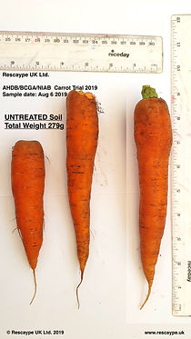 20190808_BCGAUNTREATED .jpeg