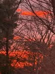 Red Sky thru trees