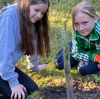 Scouts planting a Dogwood in Churt's woodland off Pond Lane