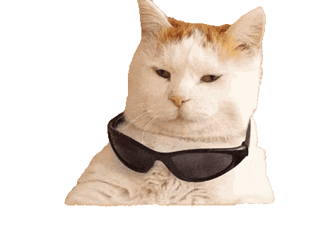 Cool Cat Deal With It Sticker by Baruch 