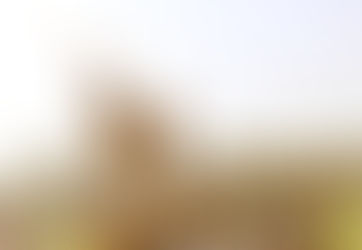 #Especial Coachella Festival