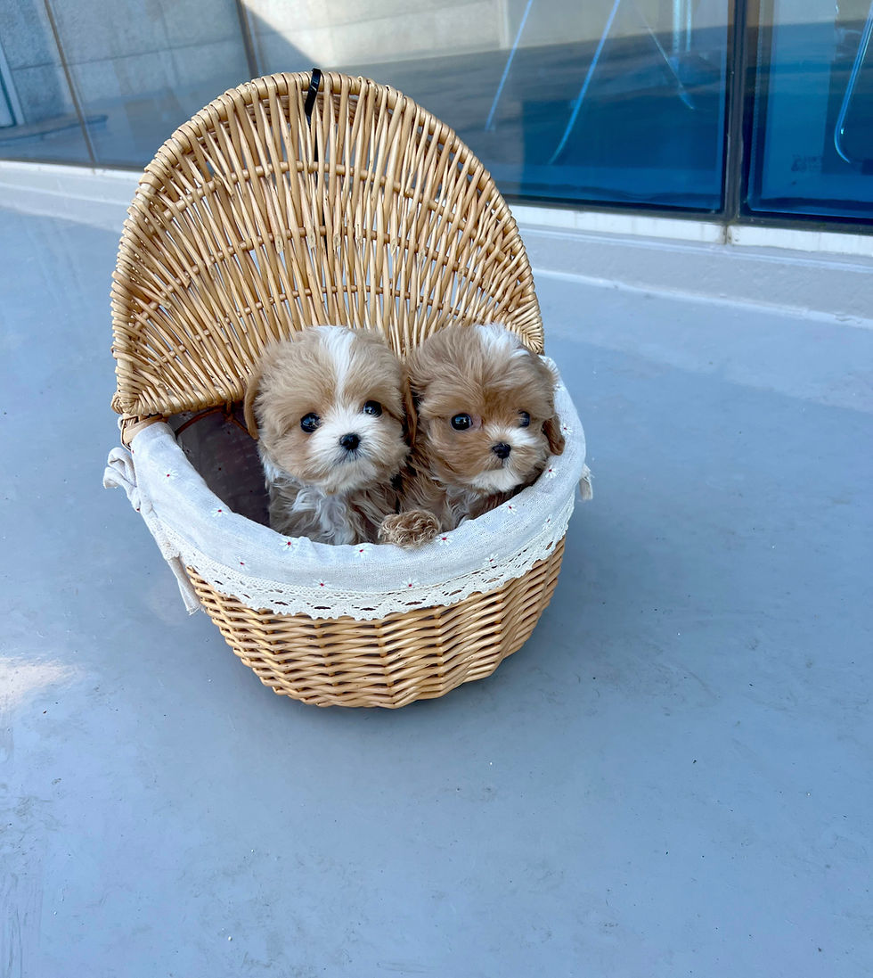 KakaoTalk_20240424_115823954_25