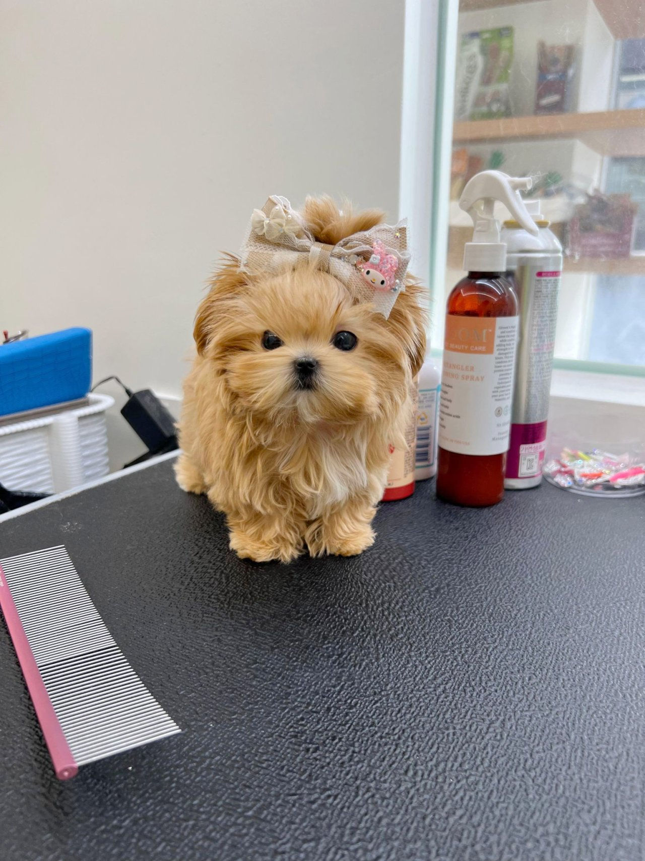 maltipoo girl "yamyam"