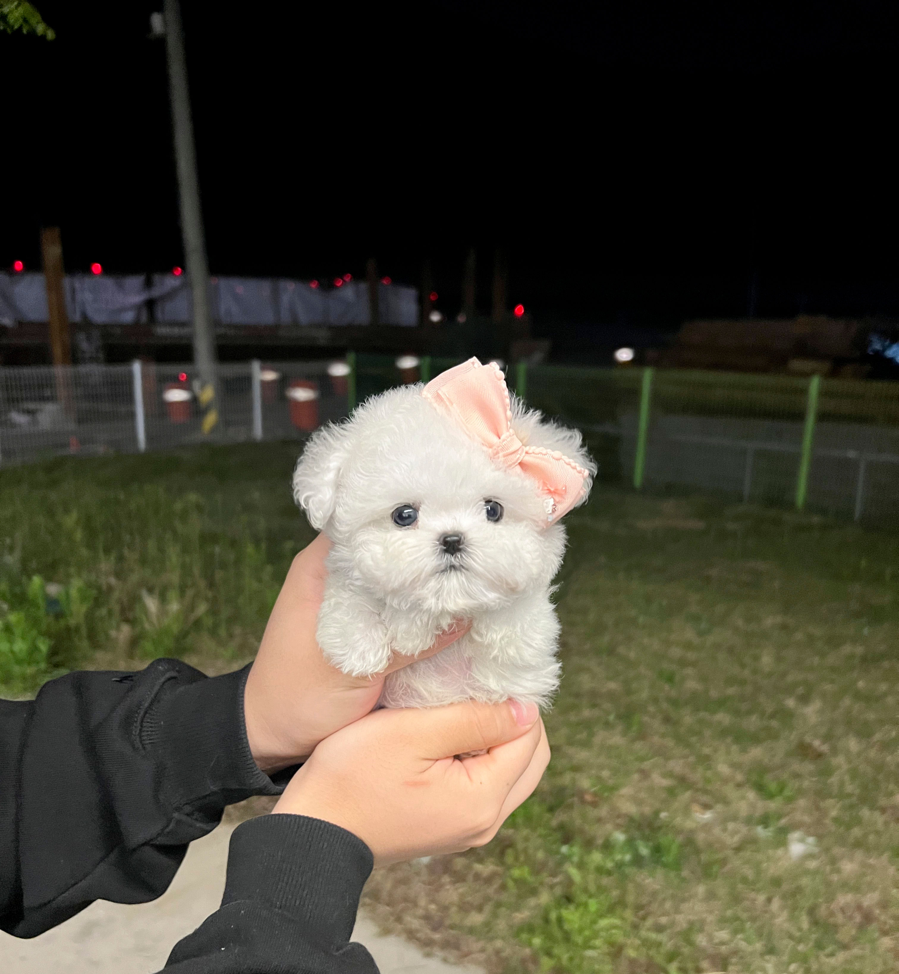 mini bichon "rani"